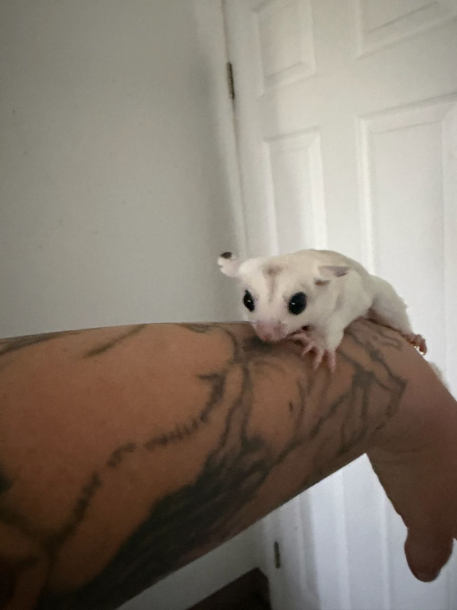 Wow pied Mosaic Sugar Glider Joey