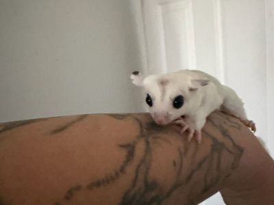 Wow pied Mosaic Sugar Glider Joey
