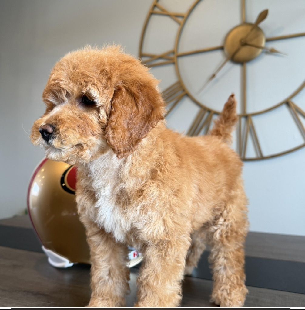 Darling Trained Mini Goldendoodle Boy