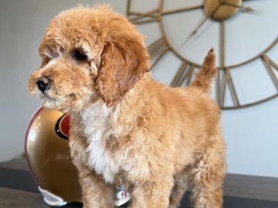 Darling Trained Mini Goldendoodle Boy