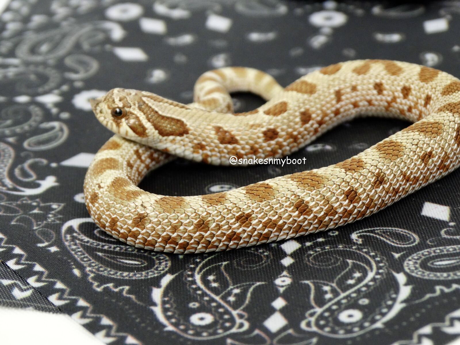 Hognose Arctic and Anaconda 100% het Stormcloud