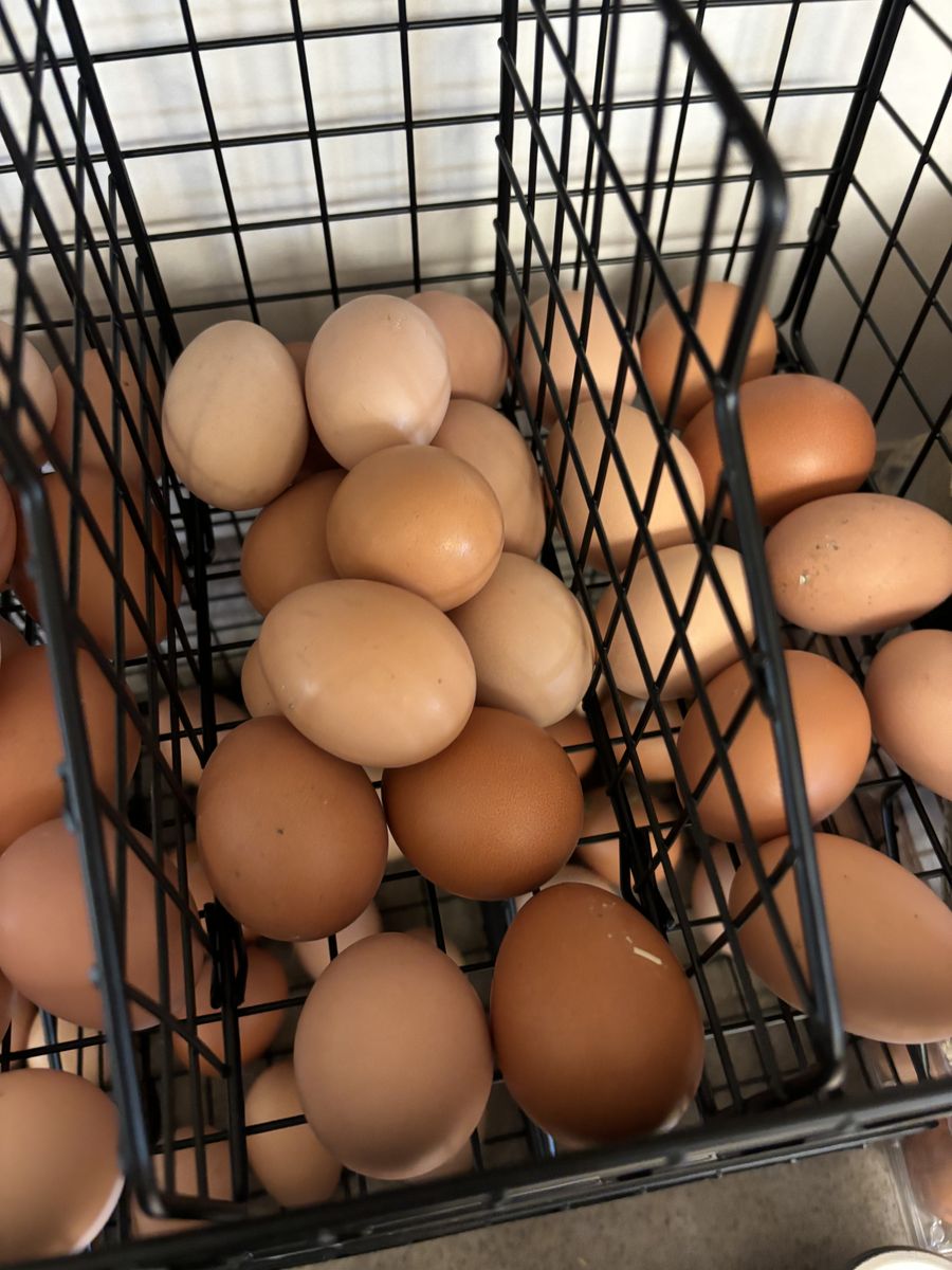 Farm fresh eggs