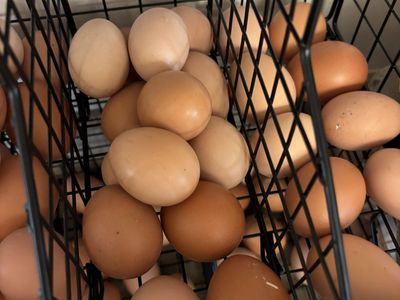 Farm fresh eggs