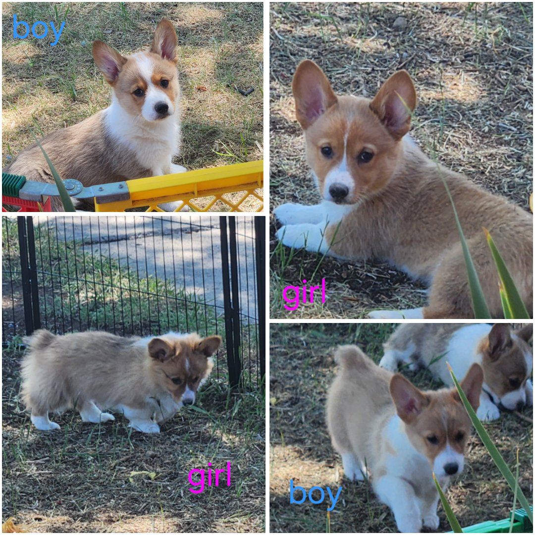 Akc Pembroke Welsh Corgis