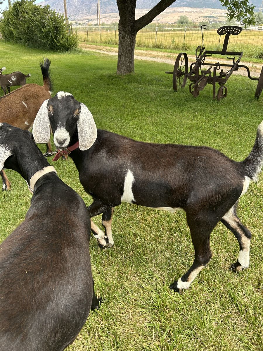 Nice Nubian Goat