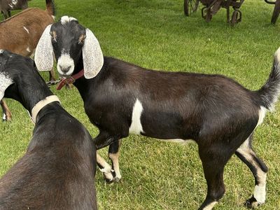 Nice Nubian Goat