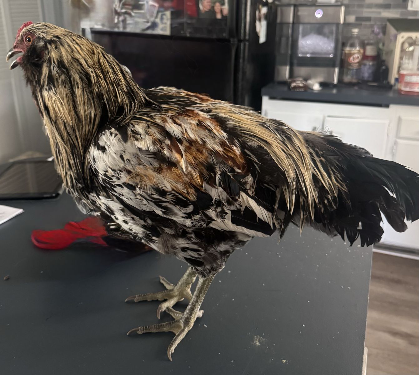 Rooster
