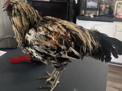 Rooster