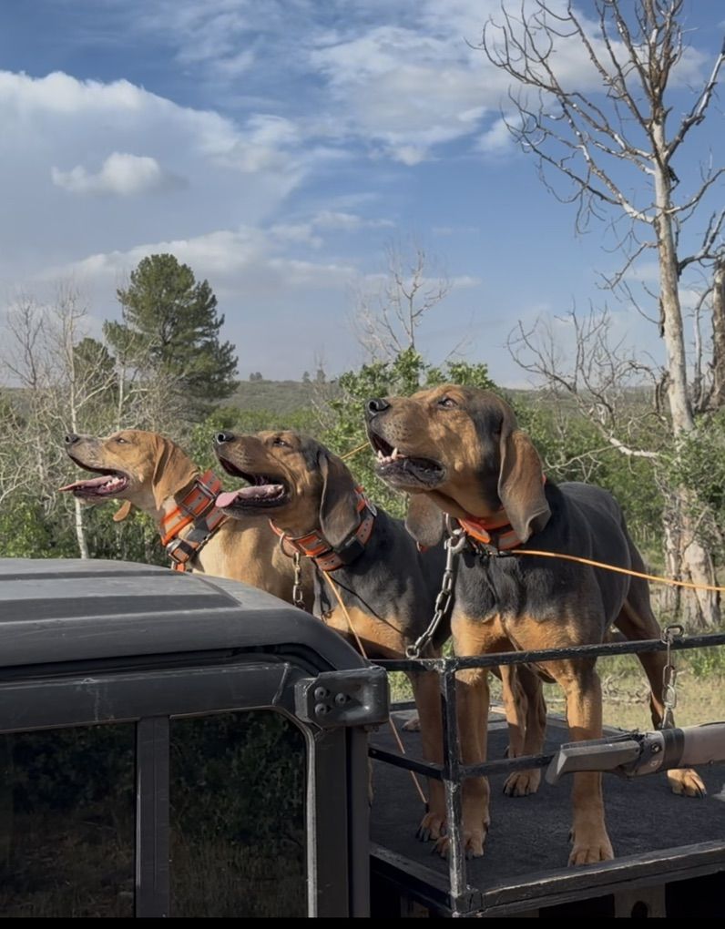 1.5 Hightan Bred Female Hound.. Lion Bear Bobcat