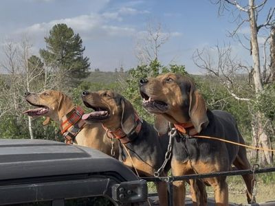 1.5 Hightan Bred Female Hound.. Lion Bear Bobcat
