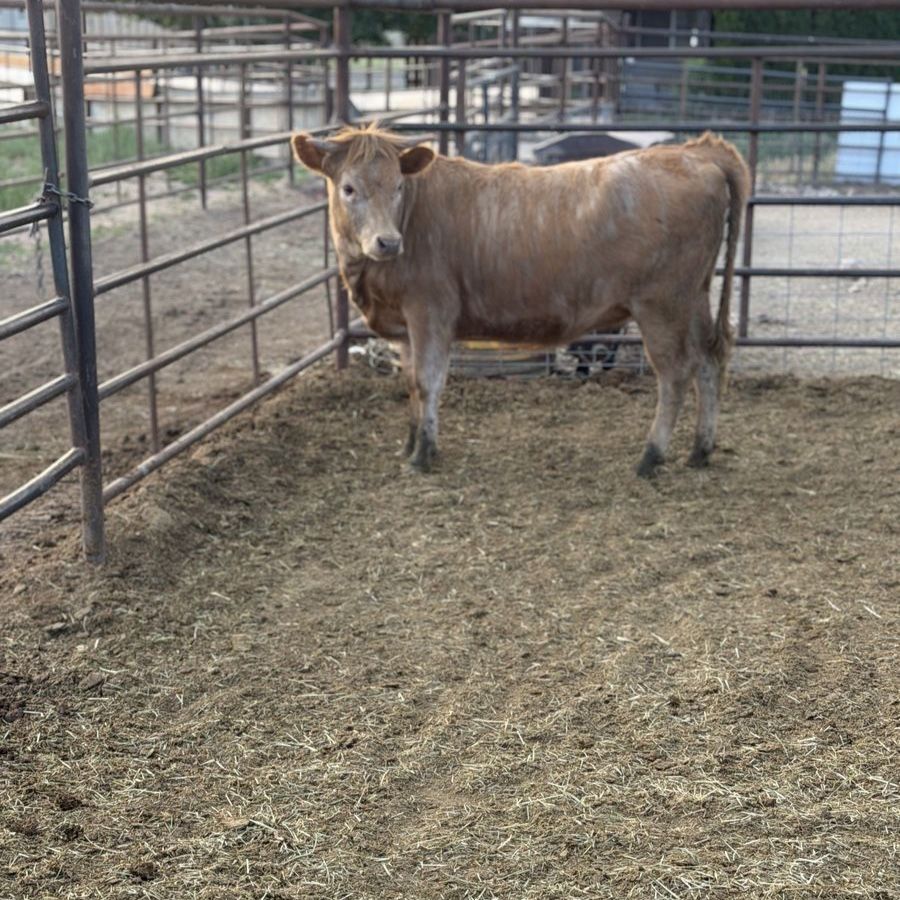 Charolais crossed heifer