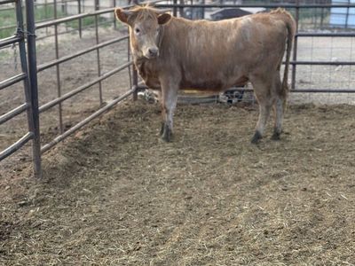 Charolais crossed heifer