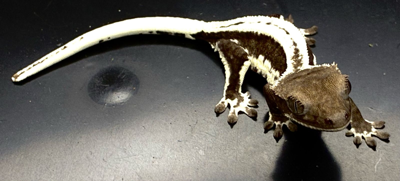 Crested Gecko - Lilly white axanthic female baby