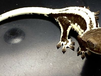 Crested Gecko - Lilly white axanthic female baby
