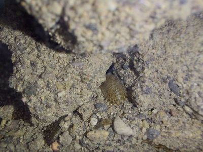 200 Small Dubia Roaches