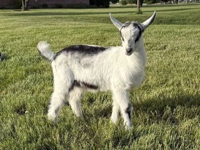 French Alpine Goat Buckling Prospect