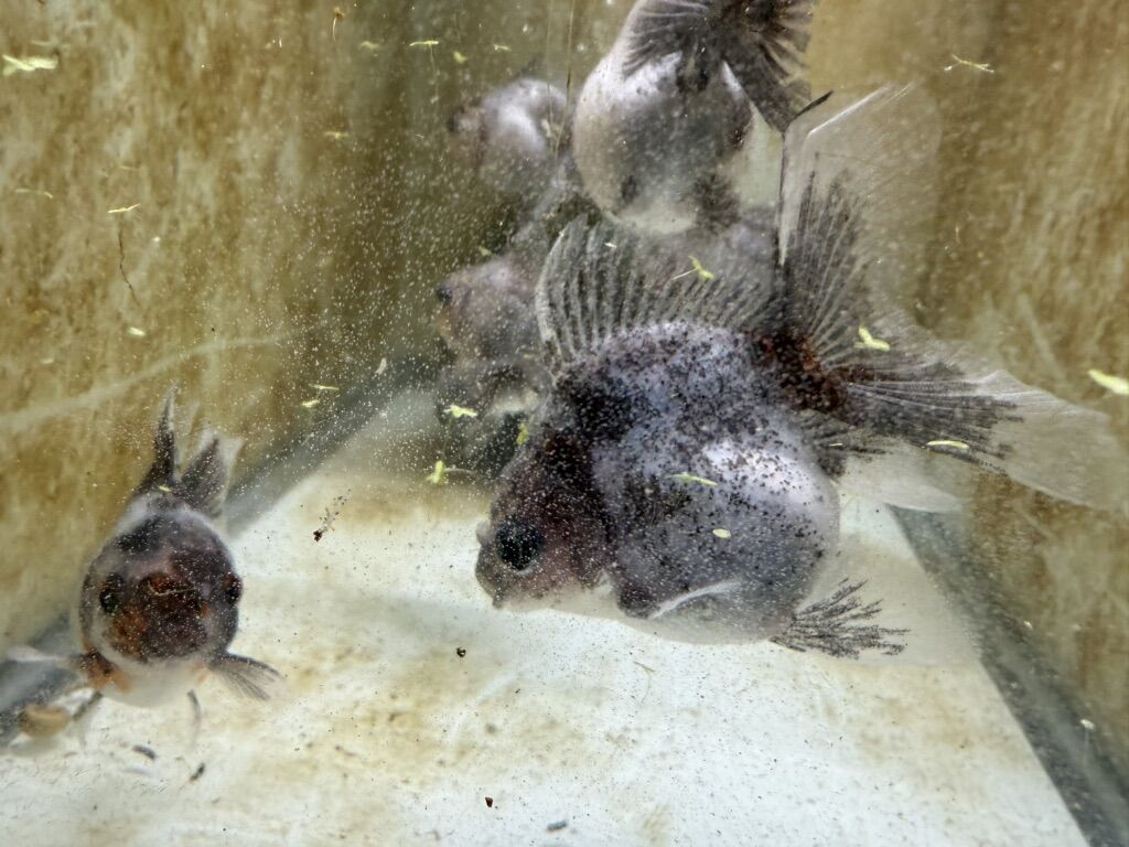Amazing Thai oranda Goldfish