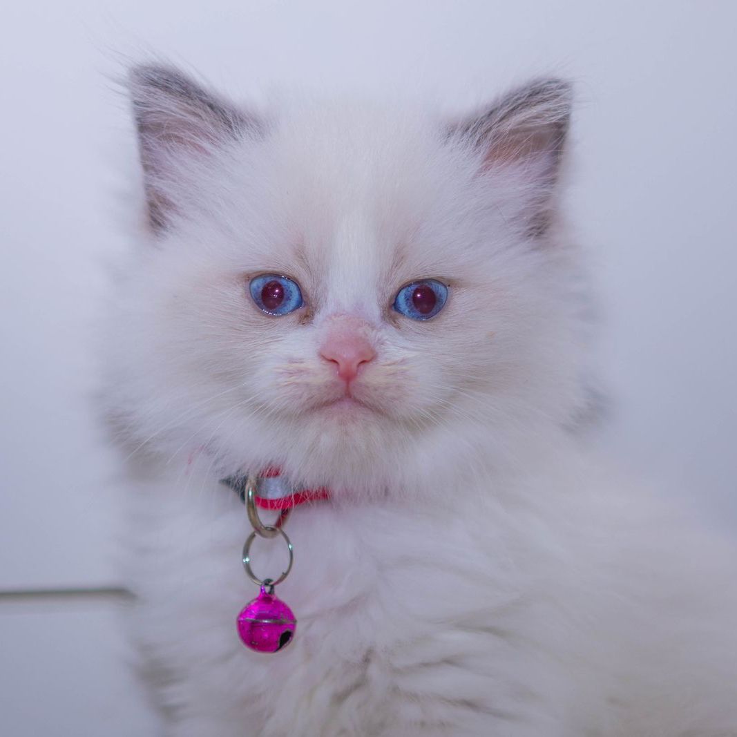 PURRFECT PUREBRED RAGDOLLS
