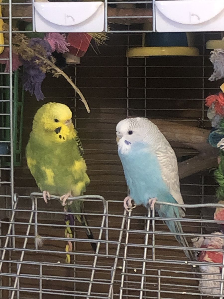 Two Parakeets