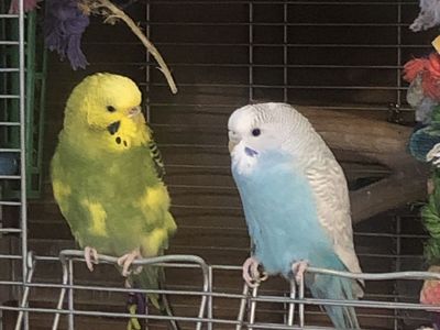Two Parakeets