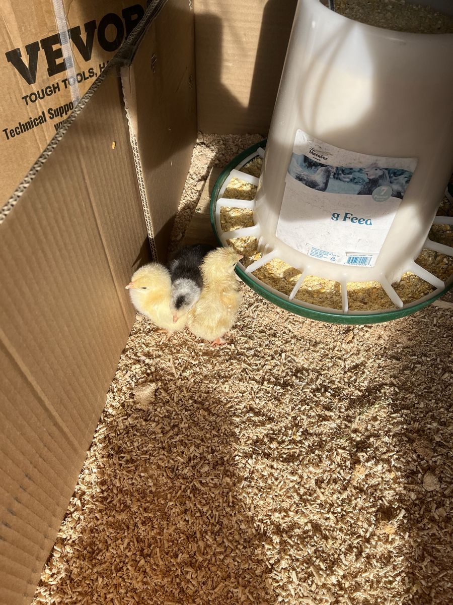 Barnyard Mix Chicks Straight Run