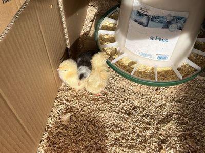 Barnyard Mix Chicks Straight Run