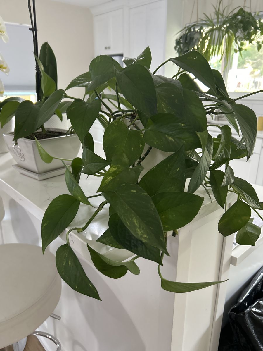 4 Free plants 