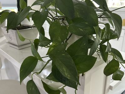 4 Free plants