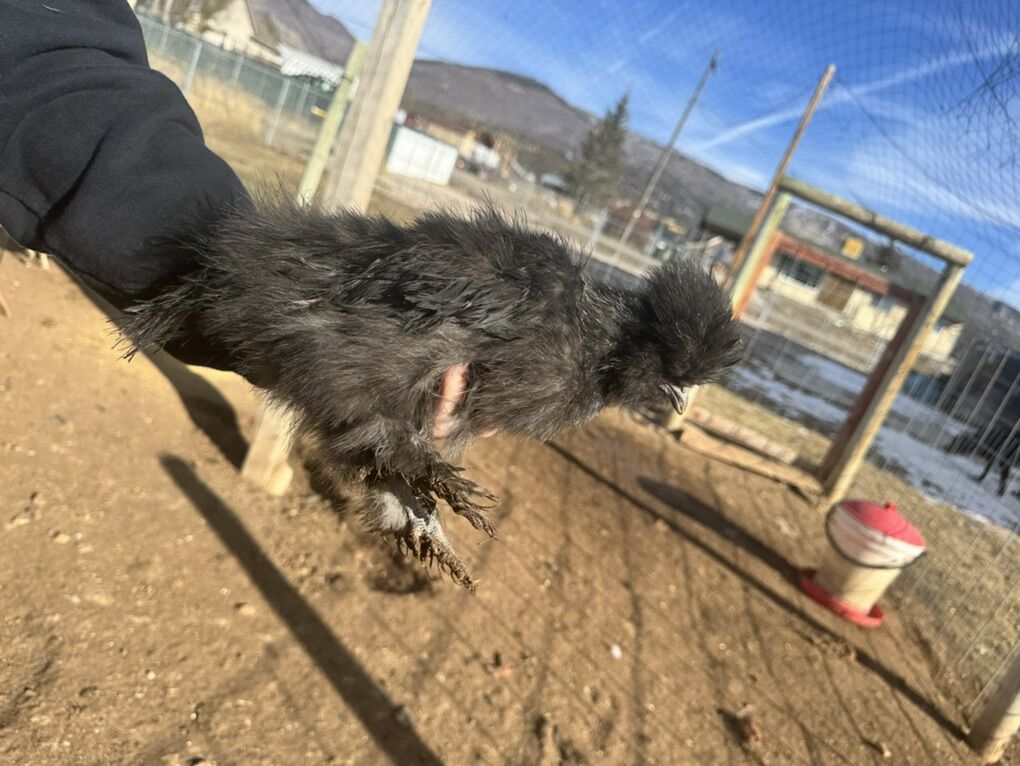 Bearded Silkies