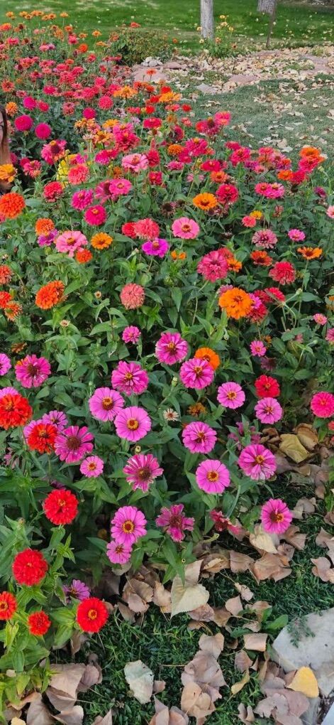 Zinnia Seeds 1000 For 10.00