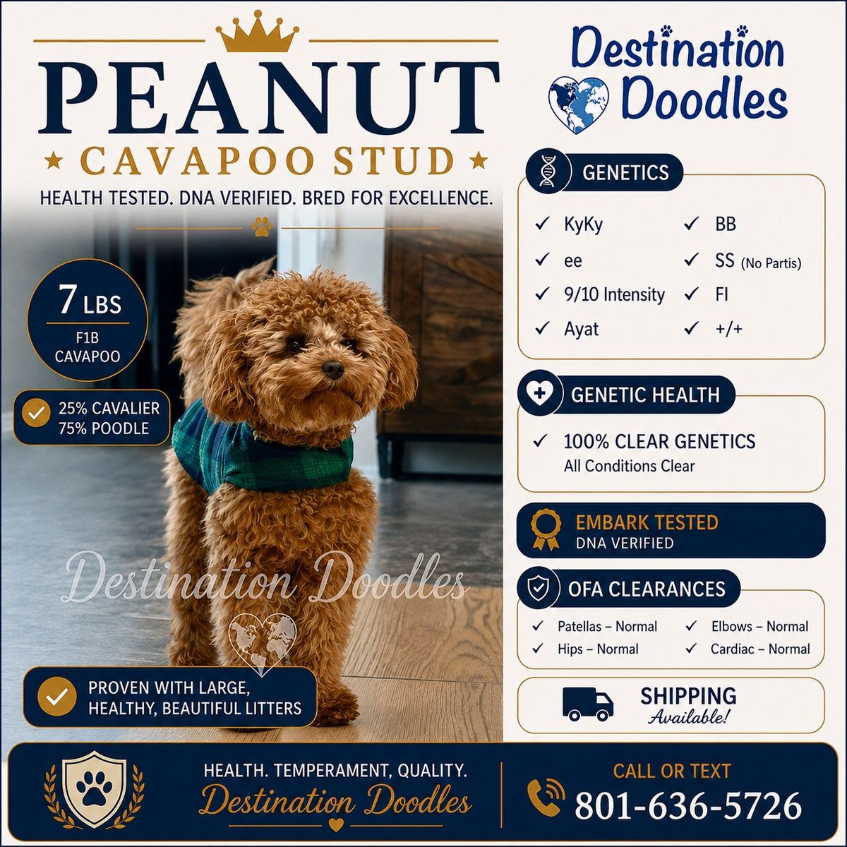 7lb Toy Cavapoo Stud 100% Clear Genetics!