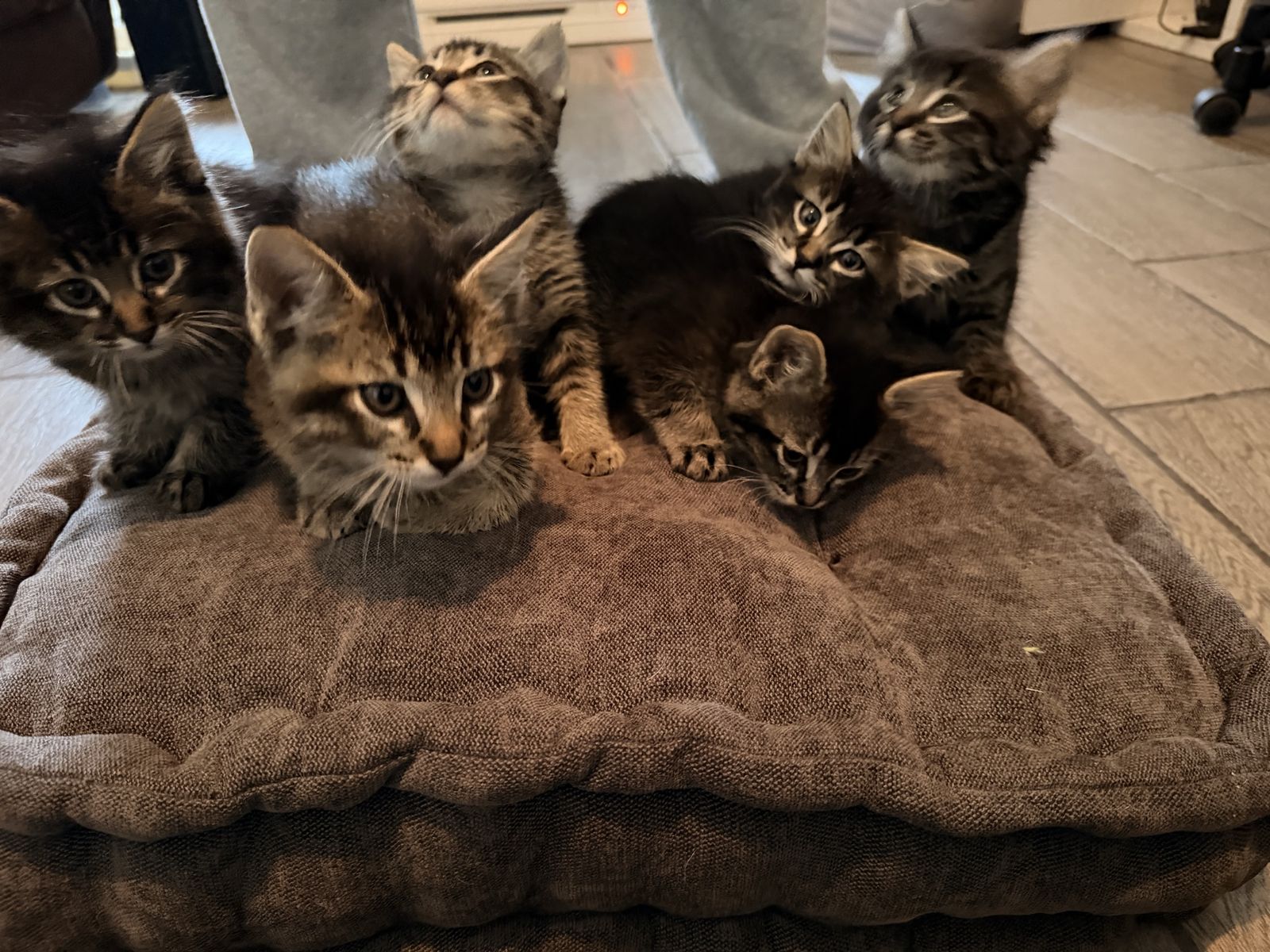 6 Tabby/MaineCoon Kittens!