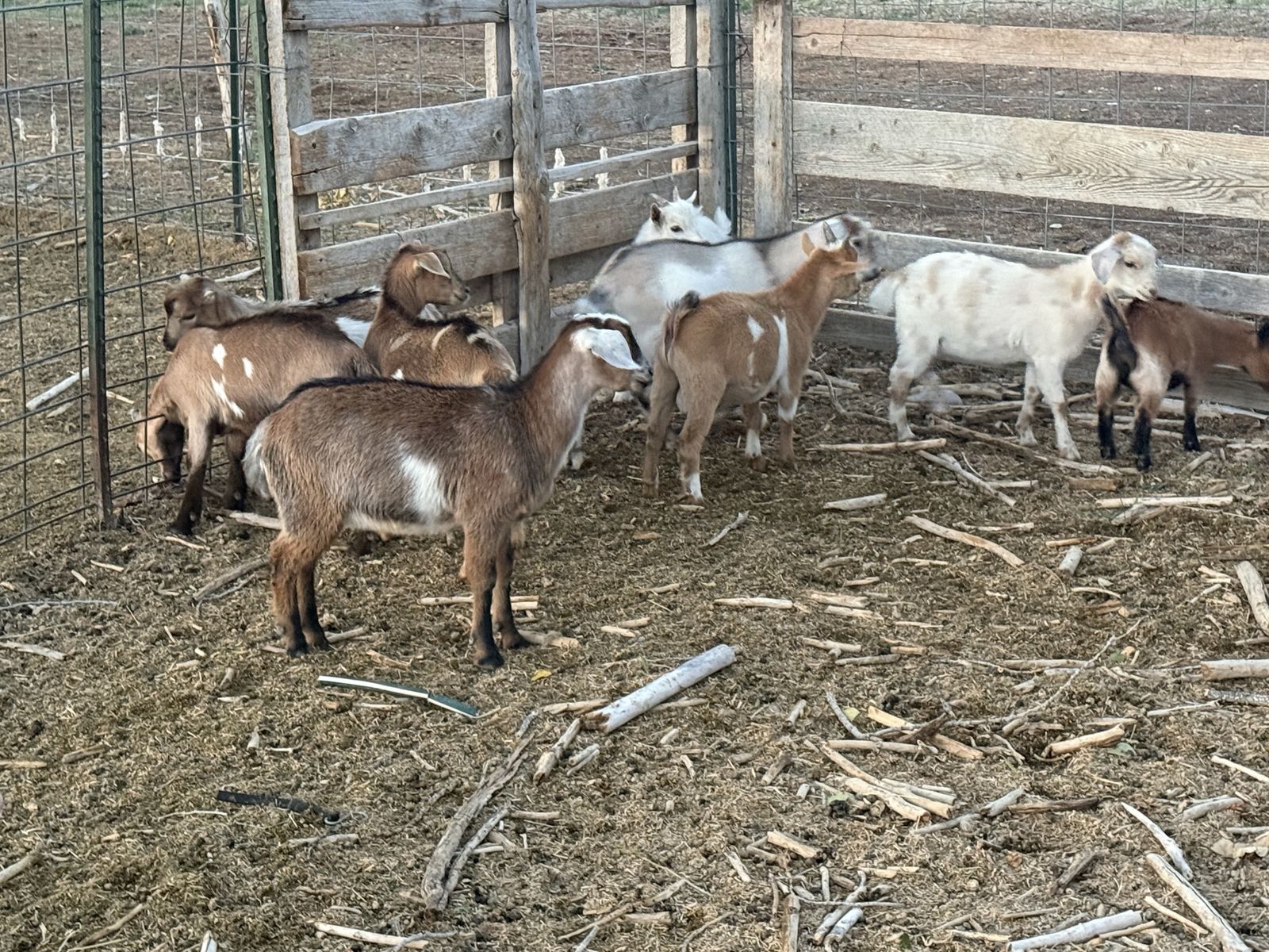 15 —-2 month old wethers and bucks