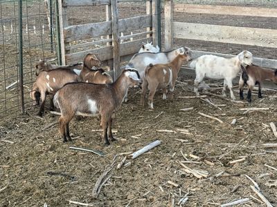 15 —-2 month old wethers and bucks