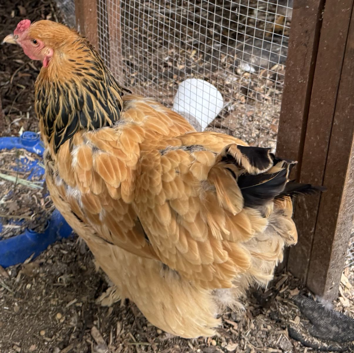 Buff Brahma Hen - Beautiful, Healthy Chicken
