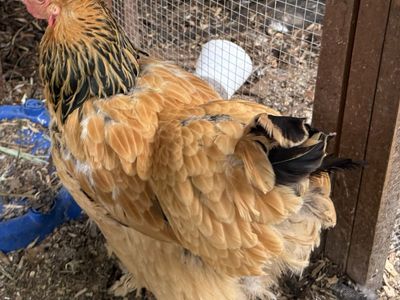 Buff Brahma Hen - Beautiful, Healthy Chicken