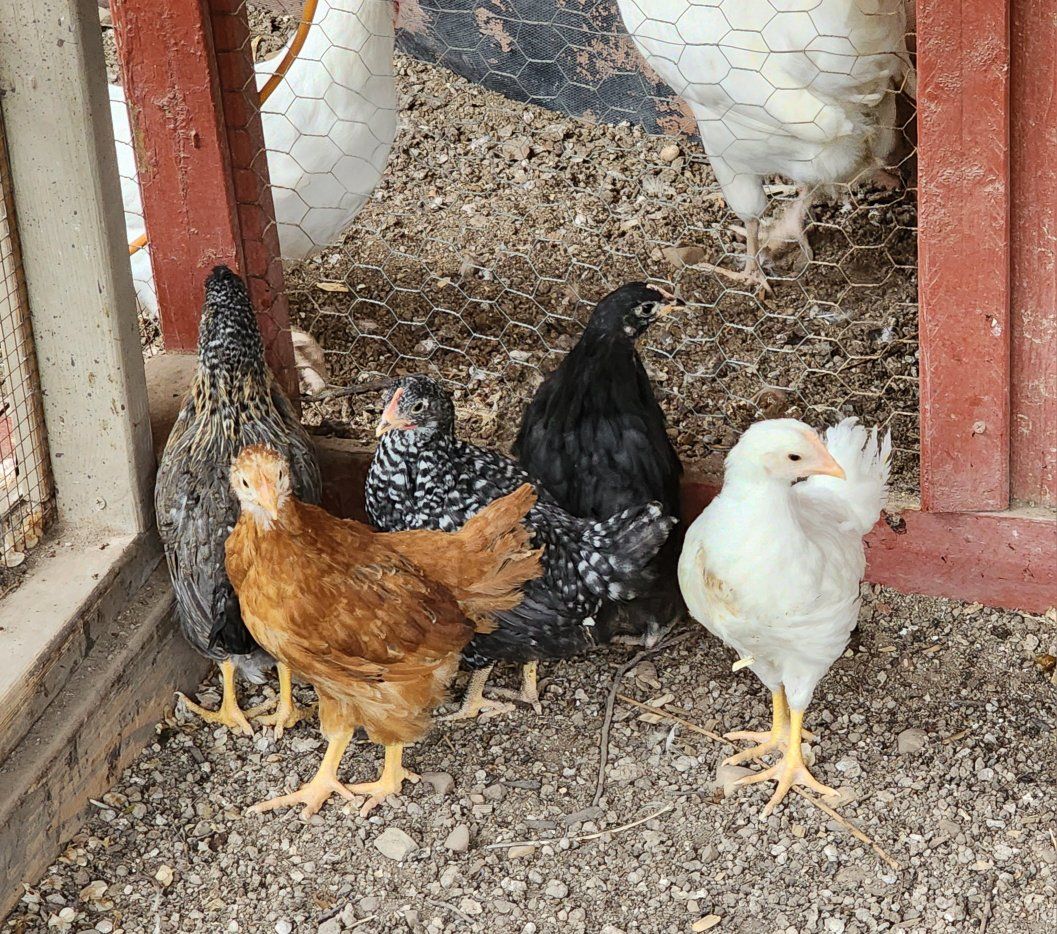 Coop Ready Pullets
