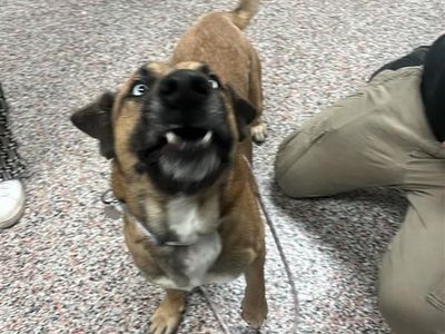 Hello my name is Mazda