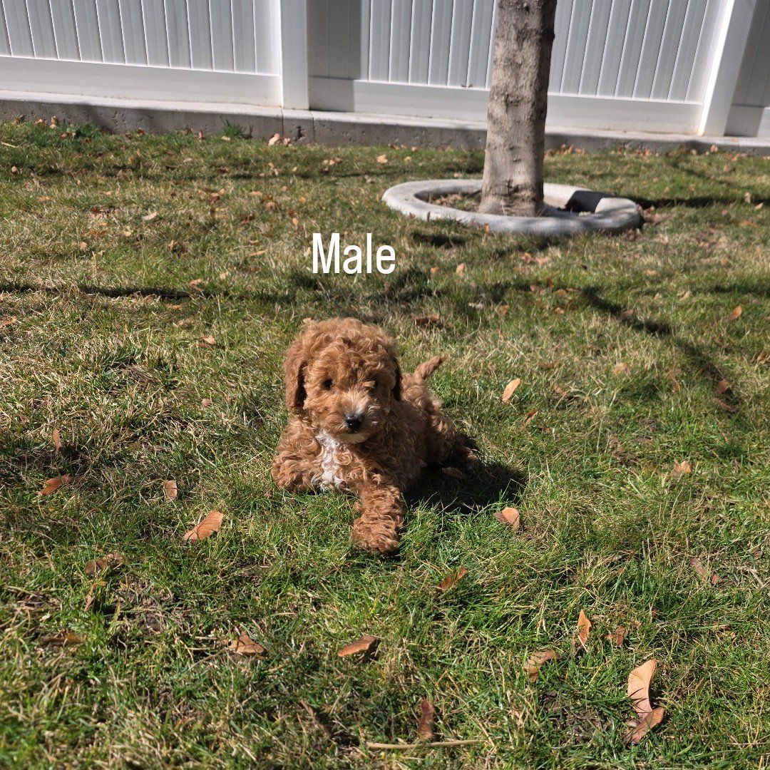 Micro 6-7lb Cavapoo puppys King Charles Toy poodle