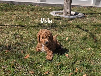 Micro 6-7lb Cavapoo puppys King Charles Toy poodle