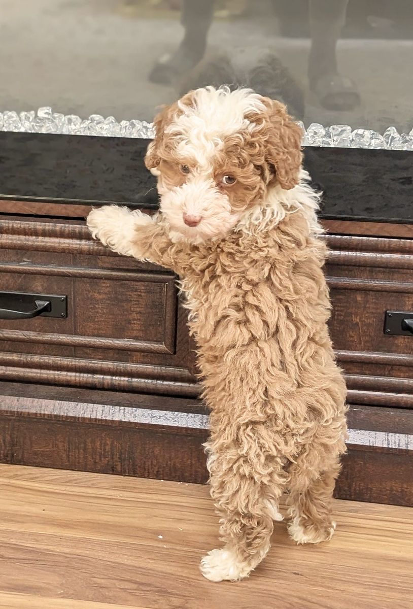 Boy Lemon - Micro Bernedoodle $2000