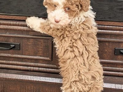 Boy Lemon - Micro Bernedoodle $2000