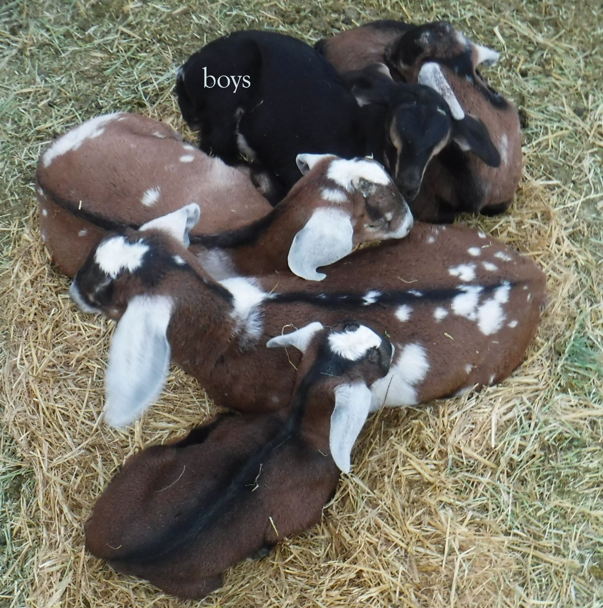 Alpine / Nubian mix bottle baby goats