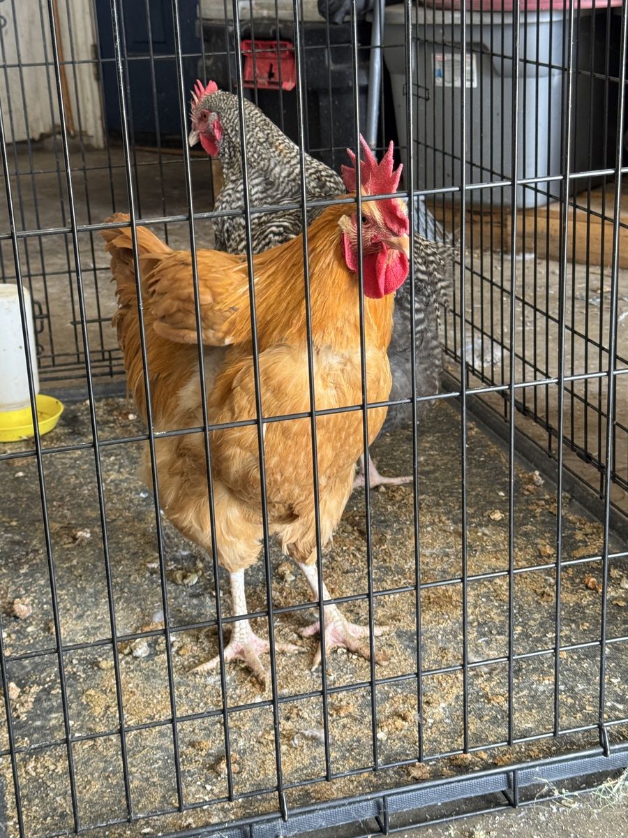 2 Free 5 month old Roosters