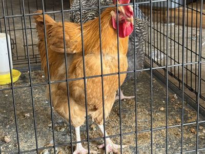 2 Free 5 month old Roosters