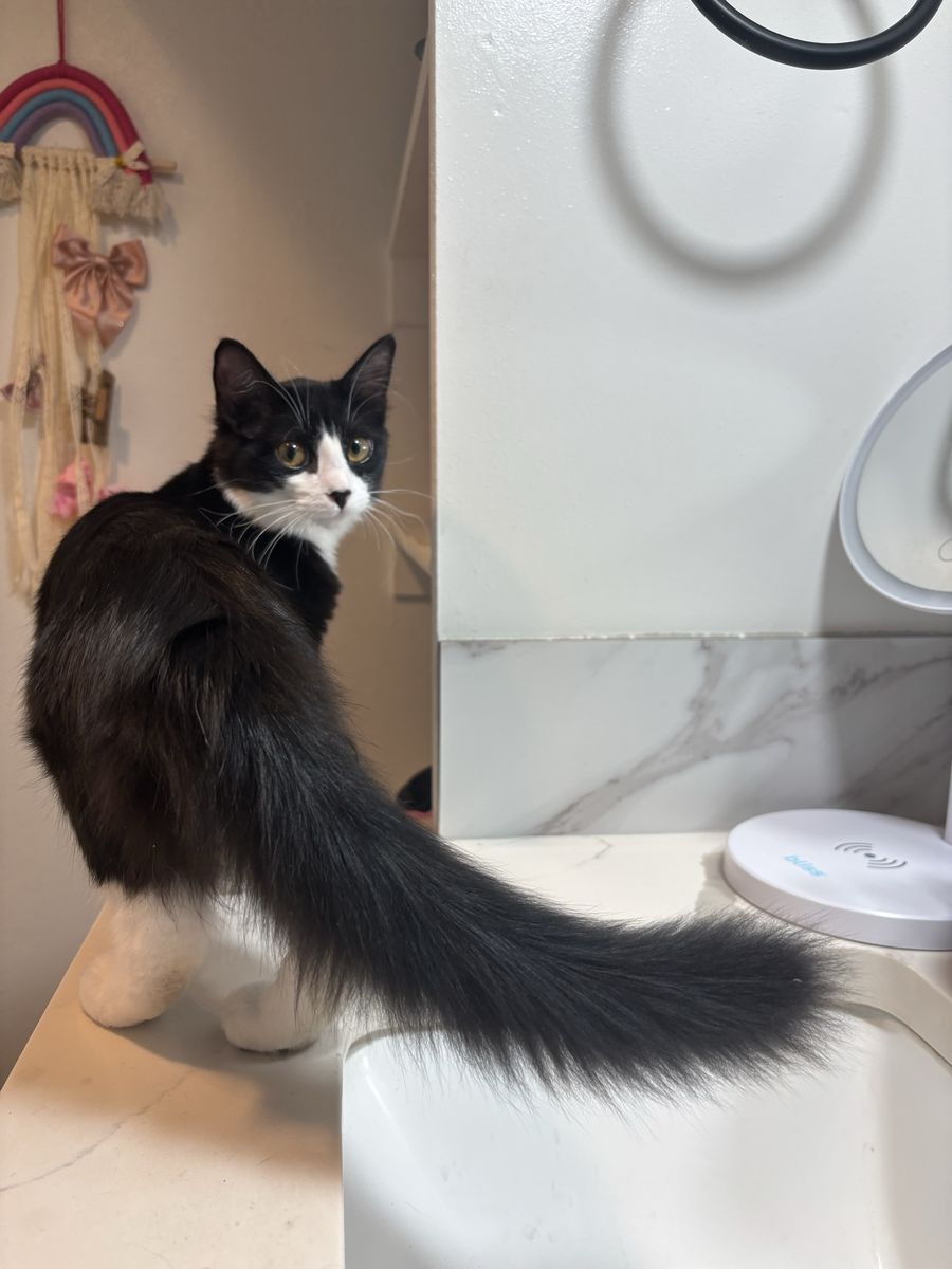 Kitties in need of homes!!