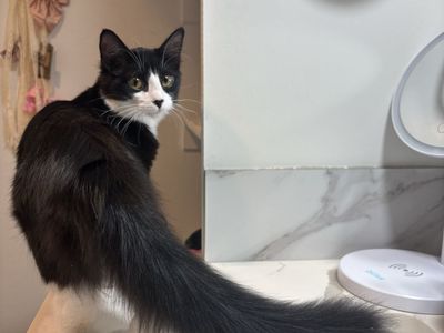 Kitties in need of homes!!