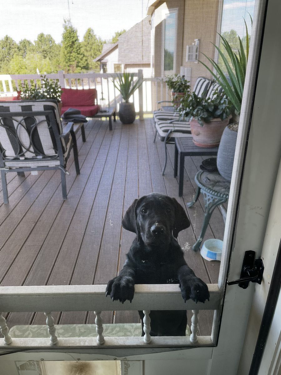AKC Labrador Retriever Puppies