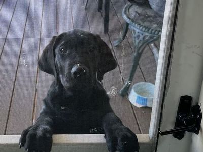 AKC Labrador Retriever Puppies
