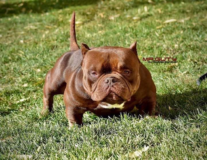 American Bullies Puppies for Sale - Male & Female Available